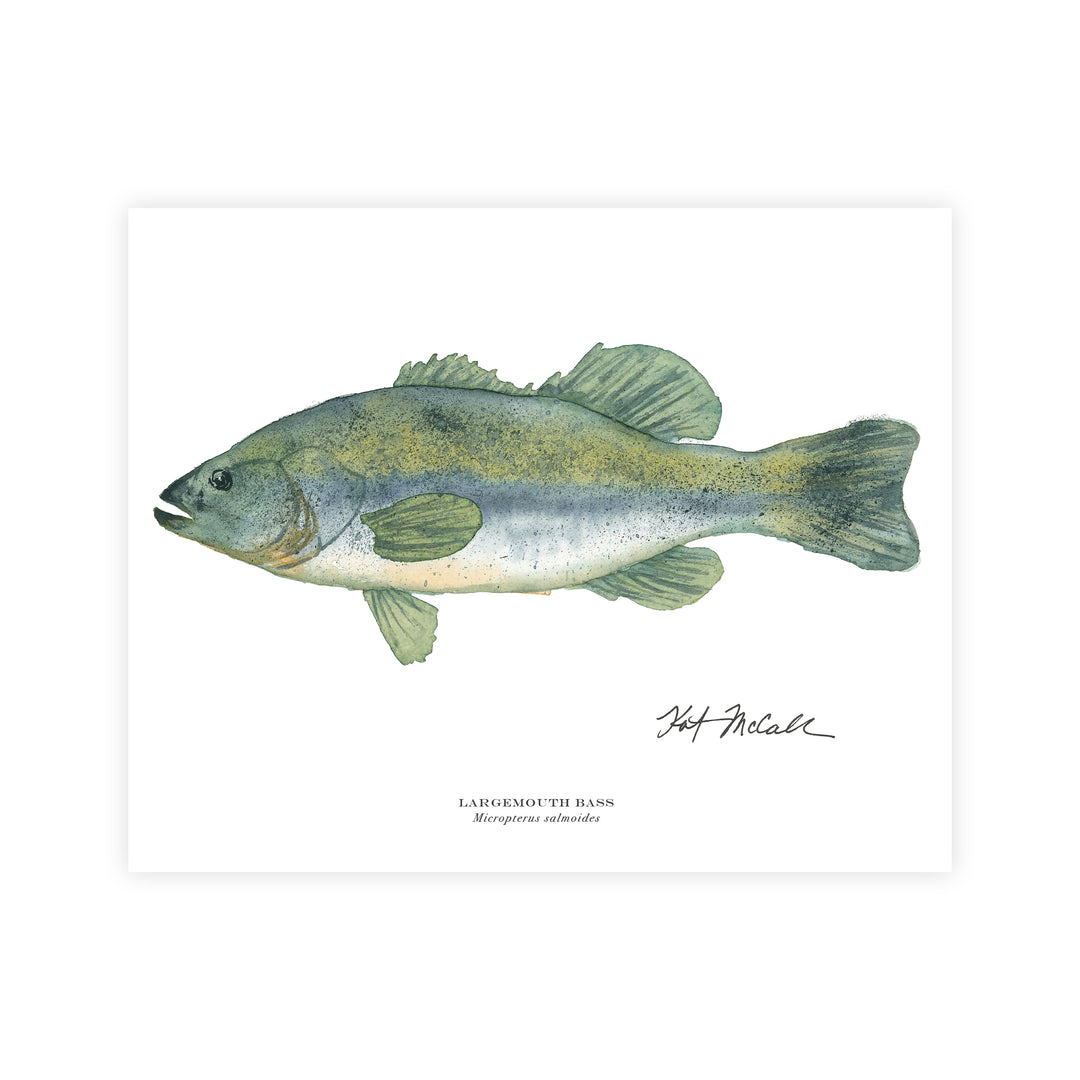 Large Mouth Bass Print 11x14 - Preston Collection – Kat McCall Papers